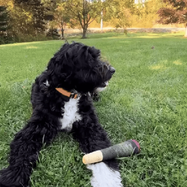 Paw Doobie Toy